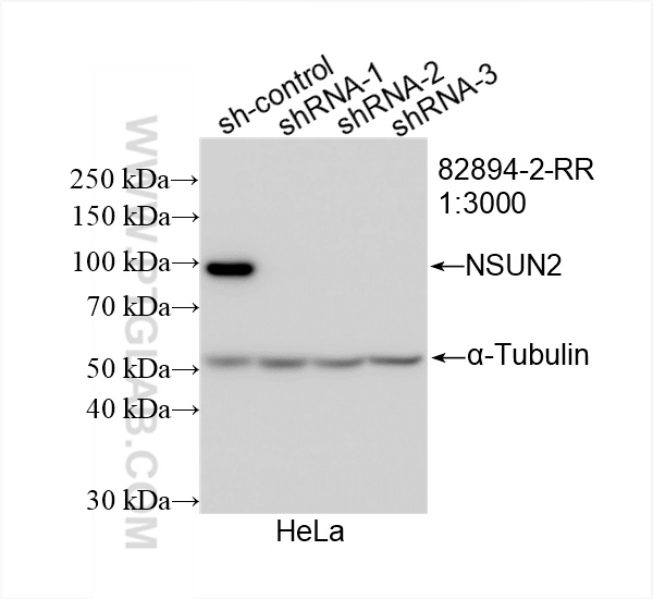 Western Blot (WB) analysis of HeLa cells using NSUN2 Recombinant antibody (82894-2-RR)