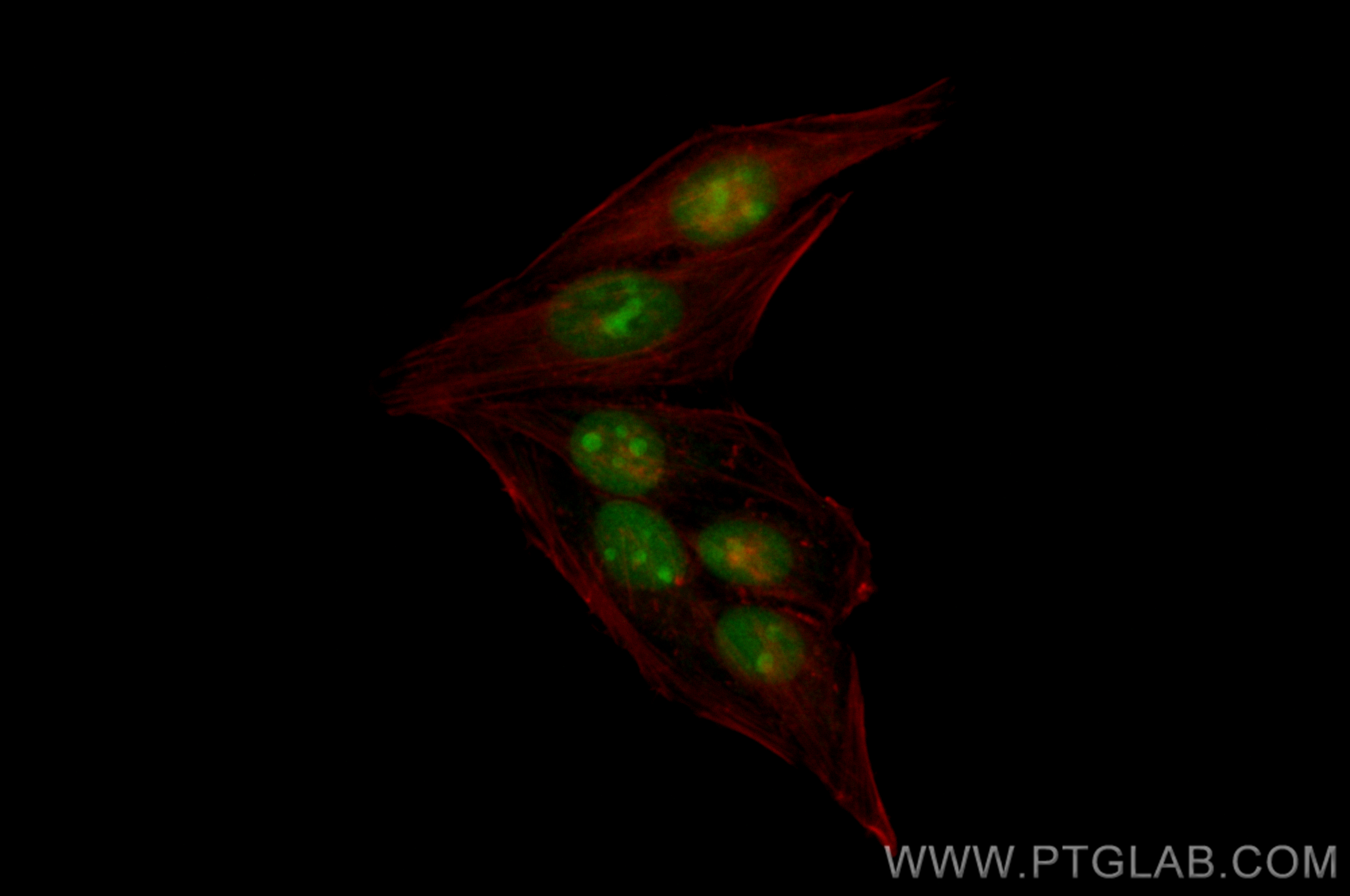 Immunofluorescence (IF) / fluorescent staining of HepG2 cells using CoraLite® Plus 488-conjugated NSUN2 Recombinant an (CL488-82894-7)