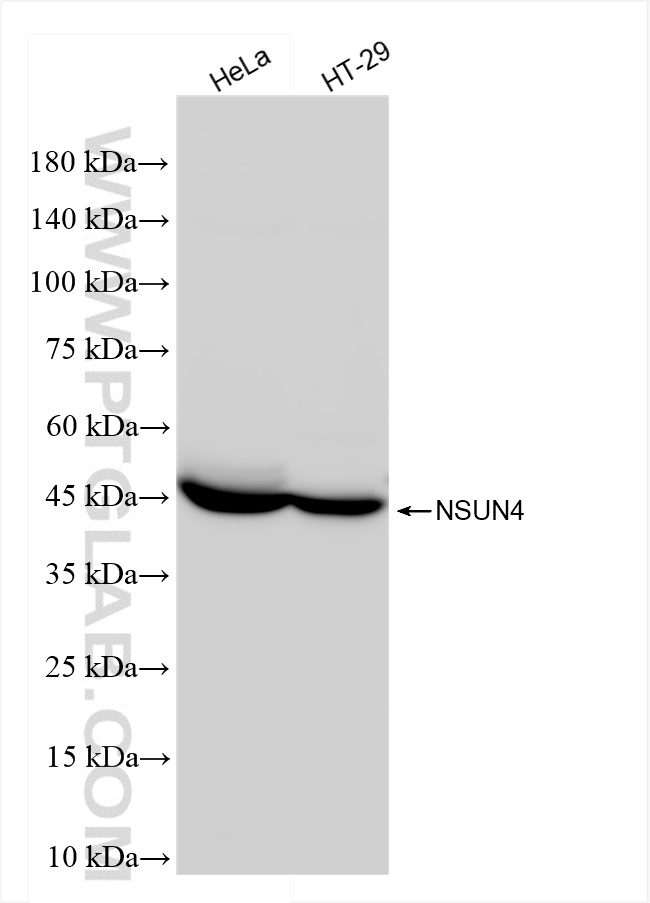 NSUN4