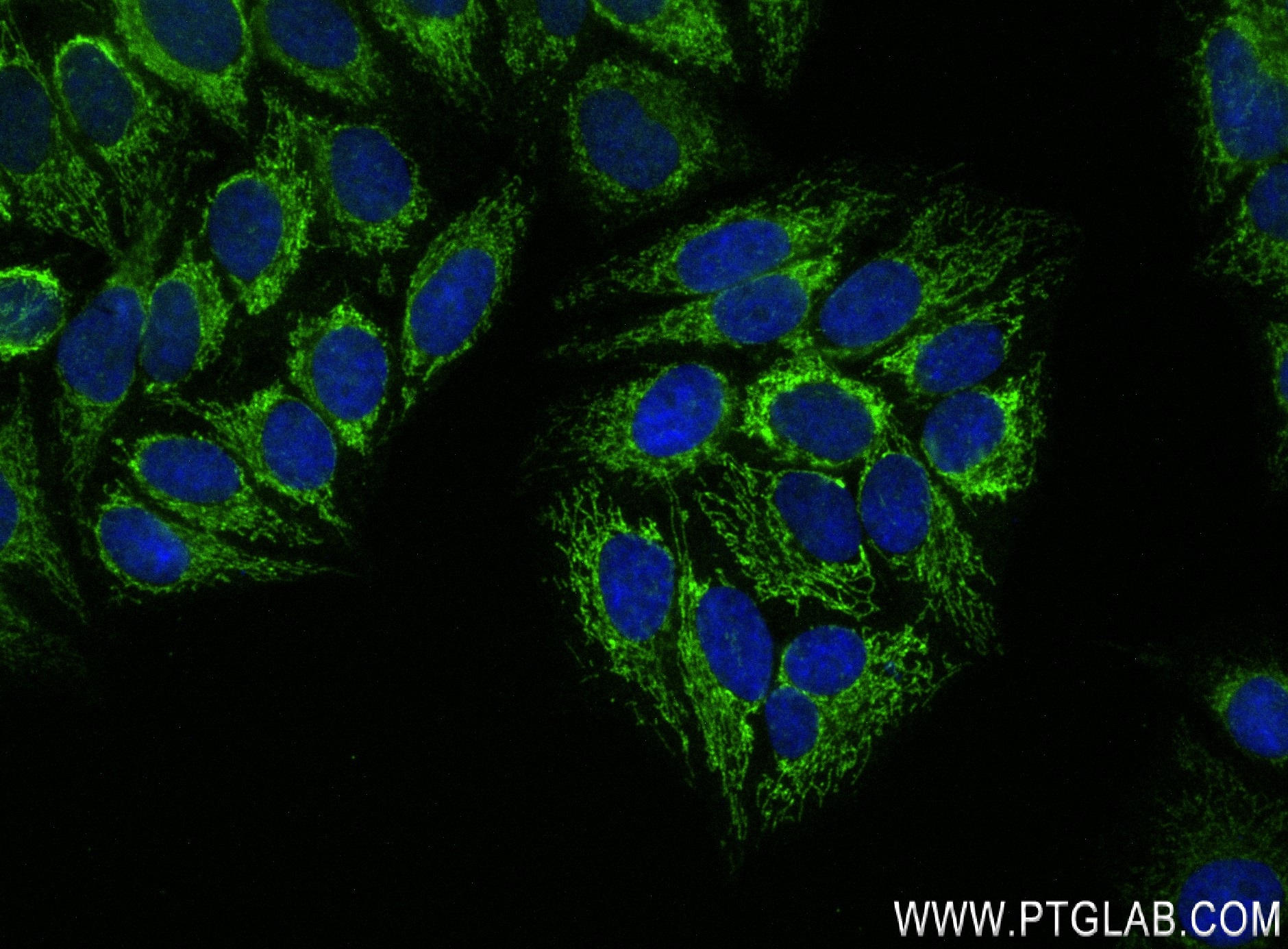 Immunofluorescence (IF) / fluorescent staining of HepG2 cells using NSUN4 Recombinant antibody (84275-3-RR)