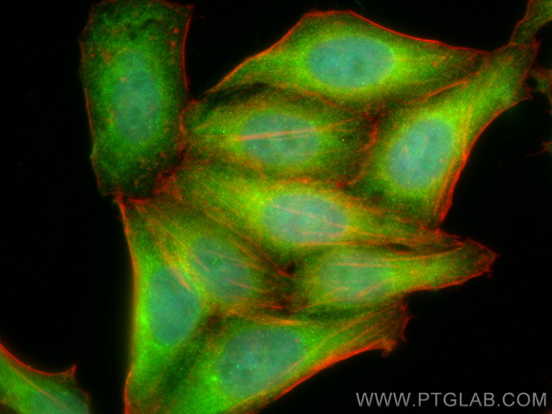 Immunofluorescence (IF) / fluorescent staining of HepG2 cells using NT5DC1 Polyclonal antibody (24102-1-AP)