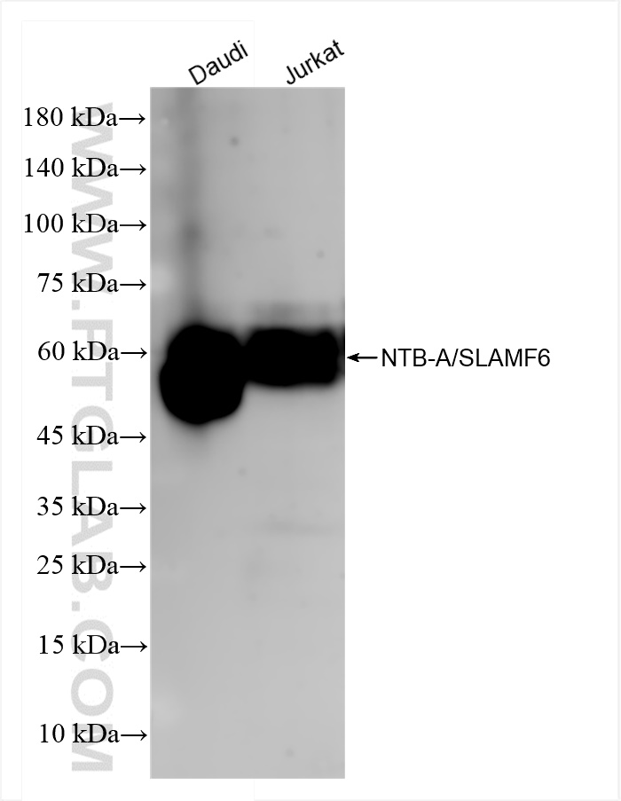 Western Blot (WB) analysis of various lysates using NTB-A/SLAMF6 Recombinant antibody (84211-4-RR)