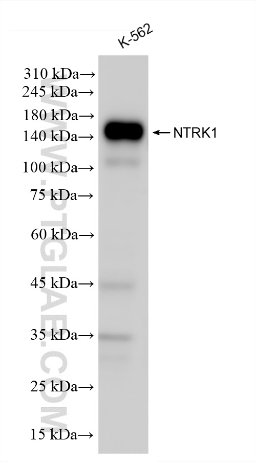 Western Blot (WB) analysis of K-562 cells using NTRK1 Recombinant antibody (83477-7-RR)