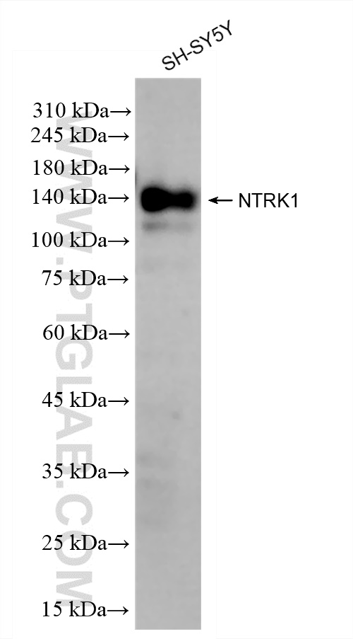 Western Blot (WB) analysis of SH-SY5Y cells using NTRK1 Recombinant antibody (83477-7-RR)