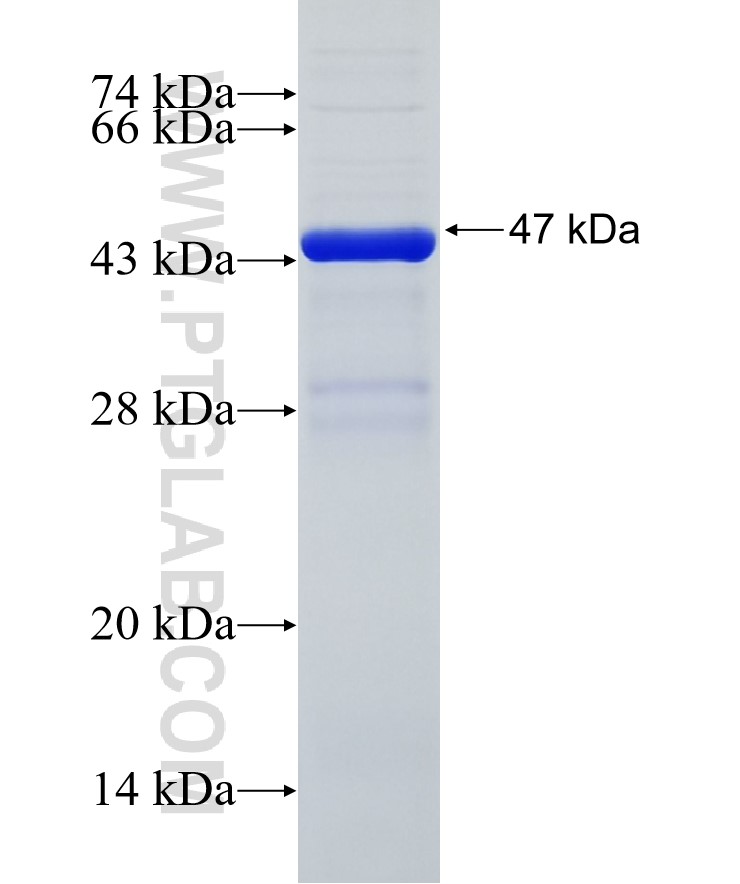 NUAK2 fusion protein Ag35302 SDS-PAGE