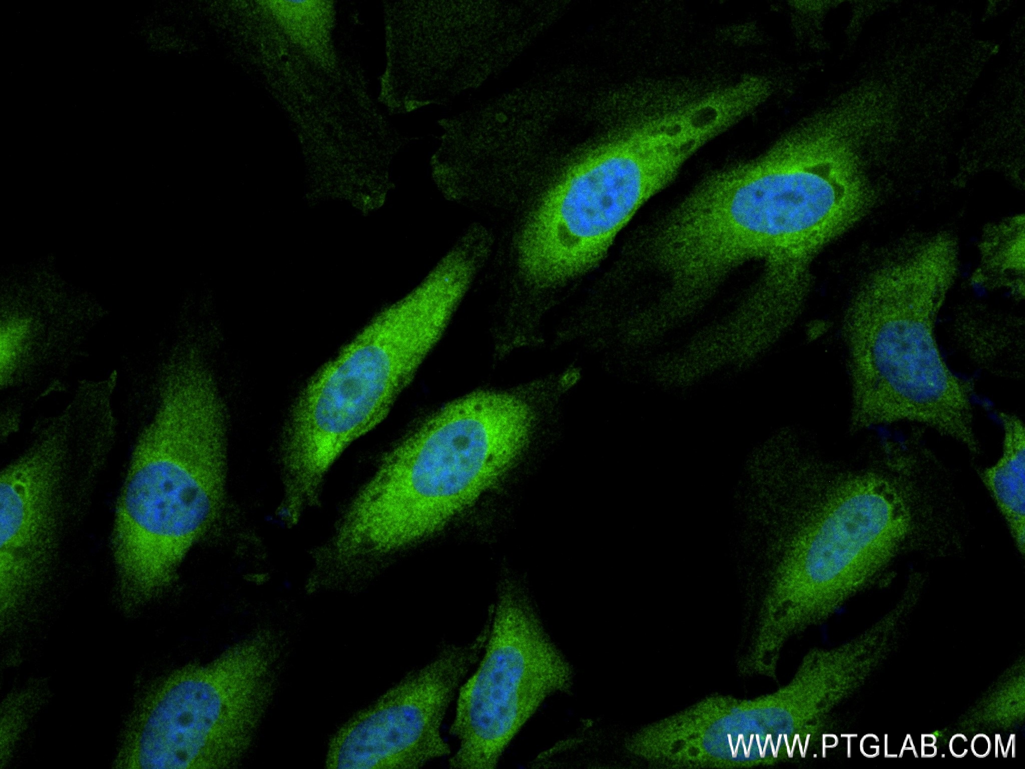 Immunofluorescence (IF) / fluorescent staining of HepG2 cells using NUCB2 Recombinant antibody (83917-5-RR)