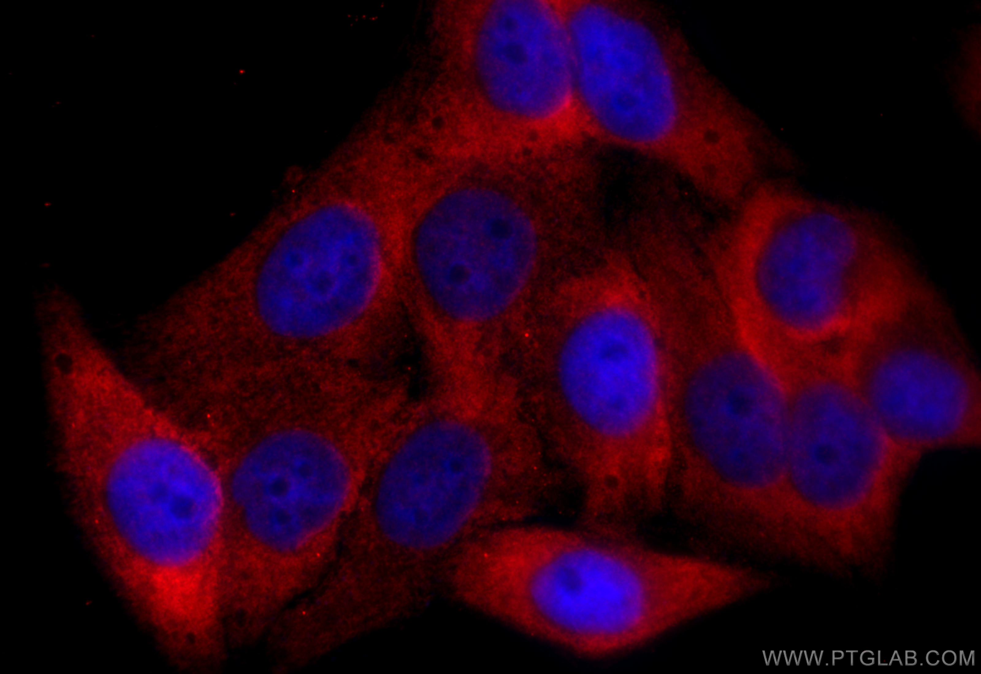 Immunofluorescence (IF) / fluorescent staining of HepG2 cells using NUCB2/nesfatin-1 Recombinant antibody (83917-5-RR)