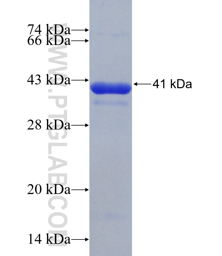 NUCB2 fusion protein Ag30704 SDS-PAGE