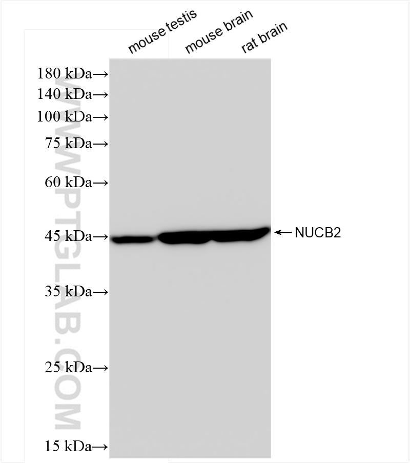 Western Blot (WB) analysis of various lysates using NUCB2/nesfatin-1 Recombinant antibody (83917-2-RR)