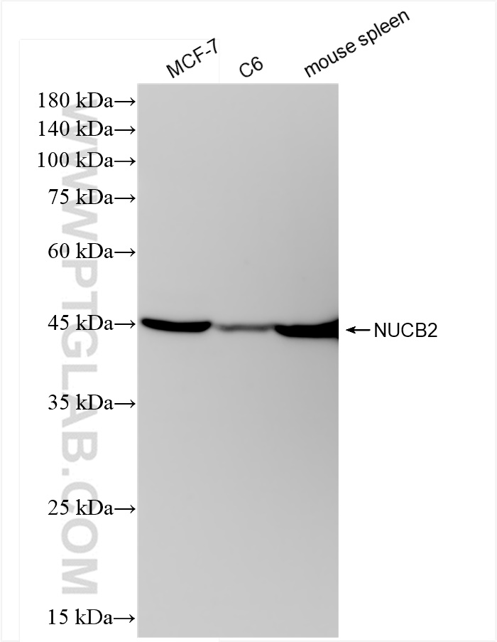 Western Blot (WB) analysis of various lysates using NUCB2/nesfatin-1 Recombinant antibody (83917-2-RR)