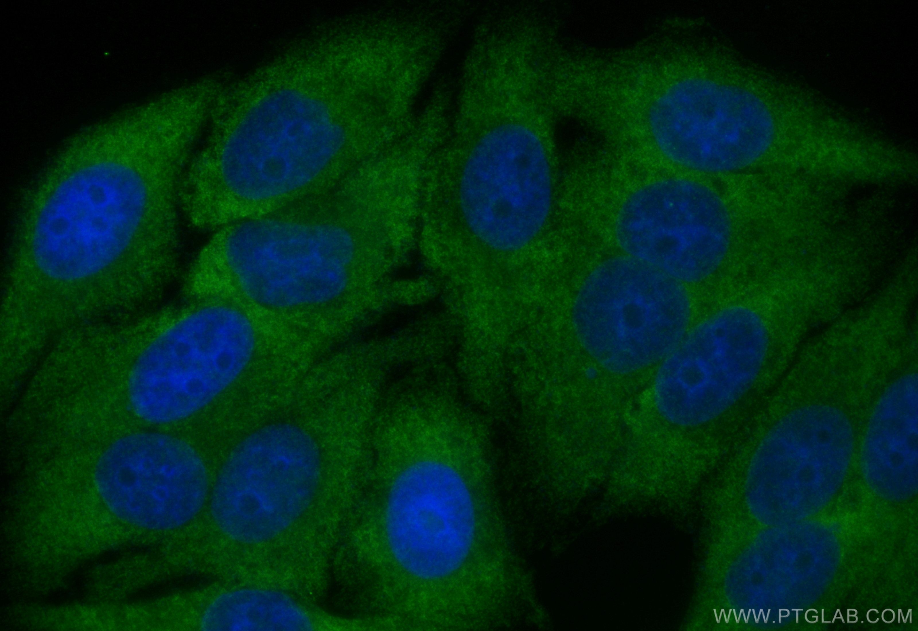 Immunofluorescence (IF) / fluorescent staining of HepG2 cells using CoraLite® Plus 488-conjugated NUCB2/nesfatin-1 Rec (CL488-83917-5)