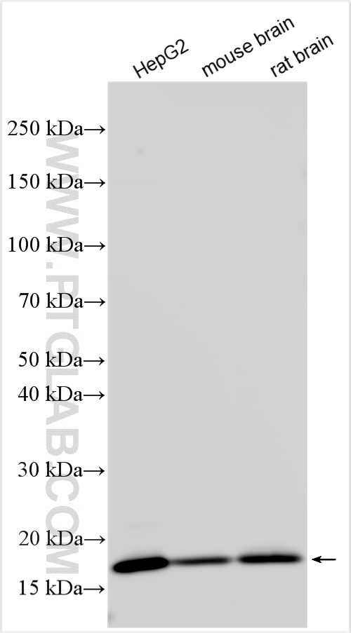 Western Blot (WB) analysis of various lysates using NUDCD2 Polyclonal antibody (21205-1-AP)