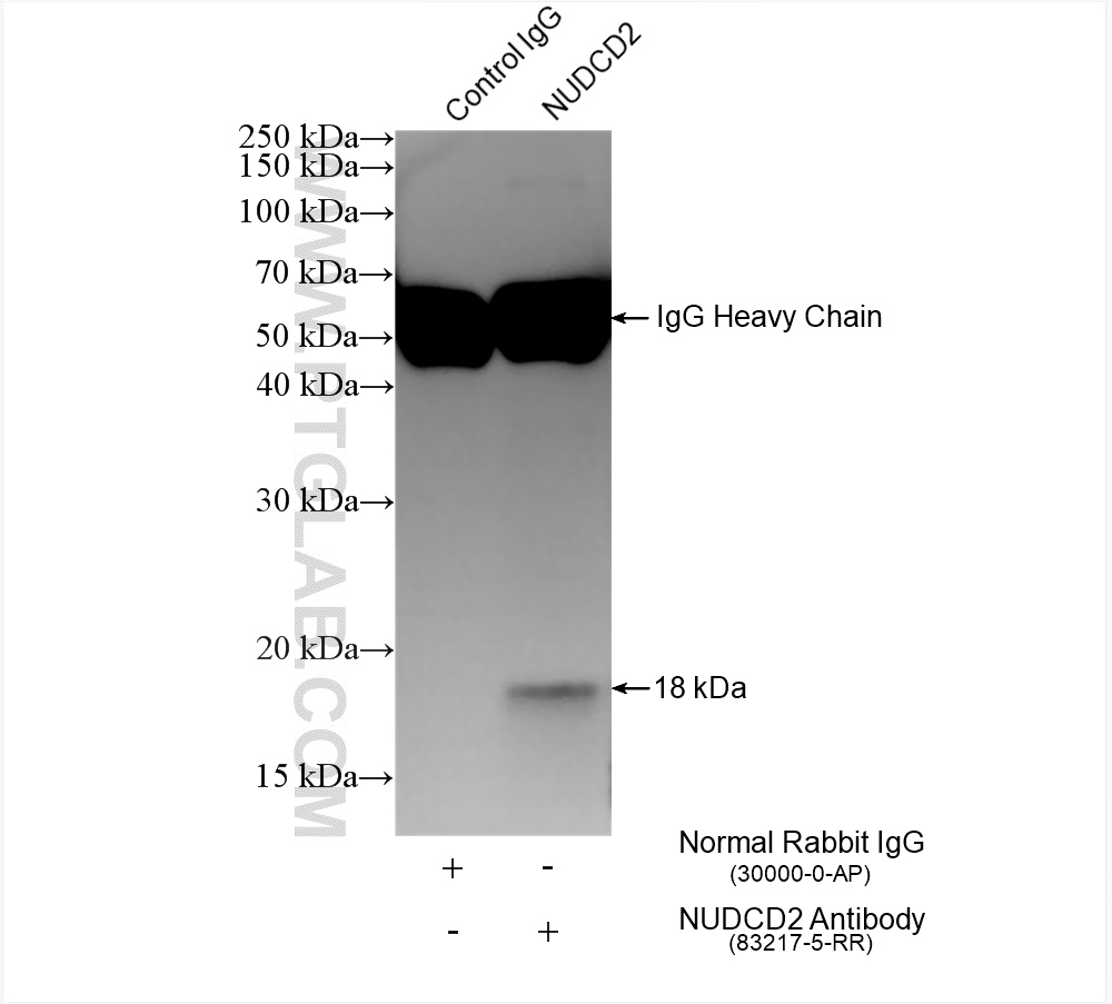 Immunoprecipitation (IP) experiment of HepG2 cells using NUDCD2 Recombinant antibody (83217-5-RR)