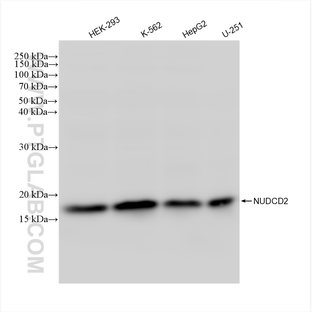 Western Blot (WB) analysis of various lysates using NUDCD2 Recombinant antibody (83217-5-RR)