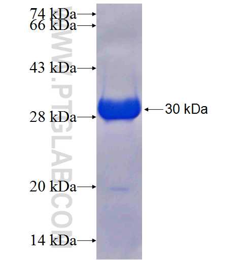 NUDT5 fusion protein Ag25464 SDS-PAGE