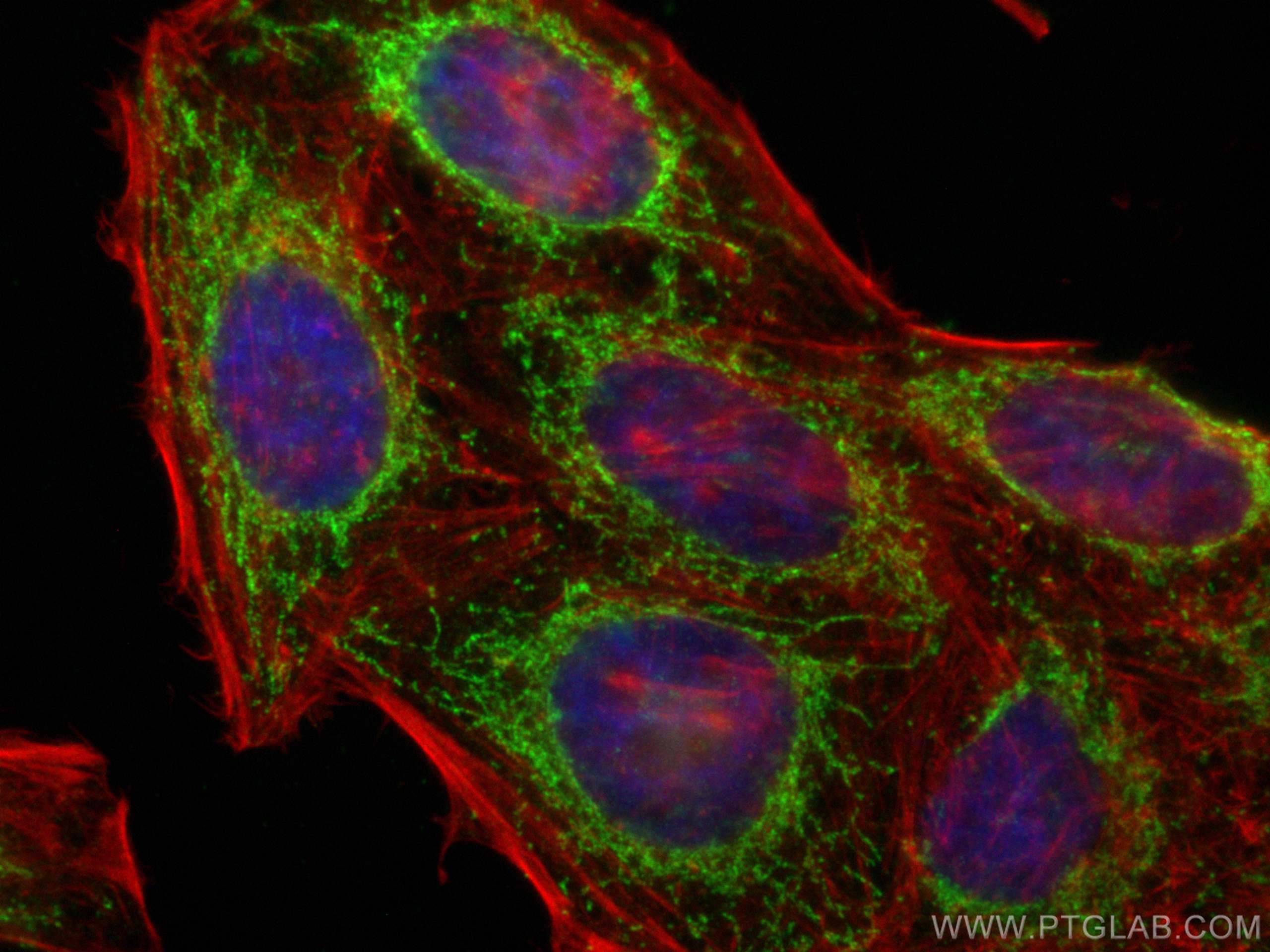 Immunofluorescence (IF) / fluorescent staining of HepG2 cells using NUDT6 Polyclonal antibody (11181-1-AP)