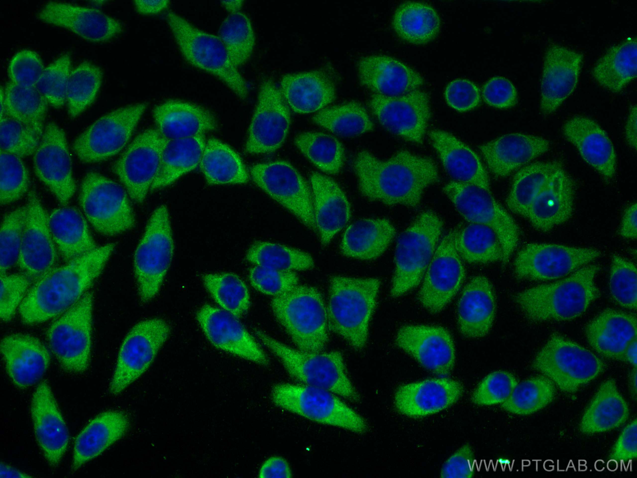 Immunofluorescence (IF) / fluorescent staining of L02 cells using NUFIP2 Polyclonal antibody (17752-1-AP)