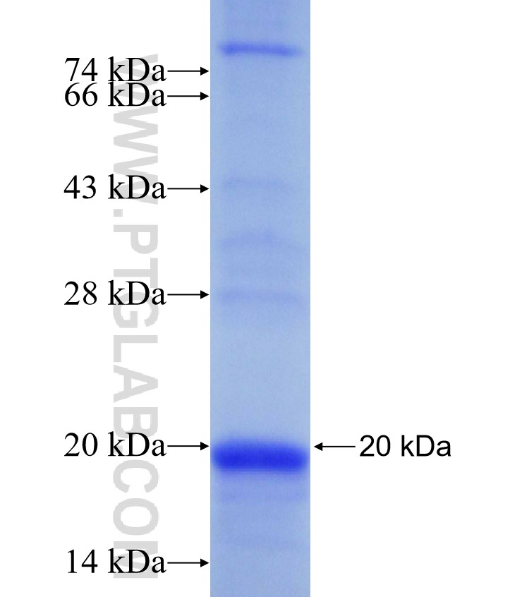 NXT1 fusion protein Ag30039 SDS-PAGE