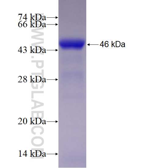 NYX fusion protein Ag23195 SDS-PAGE