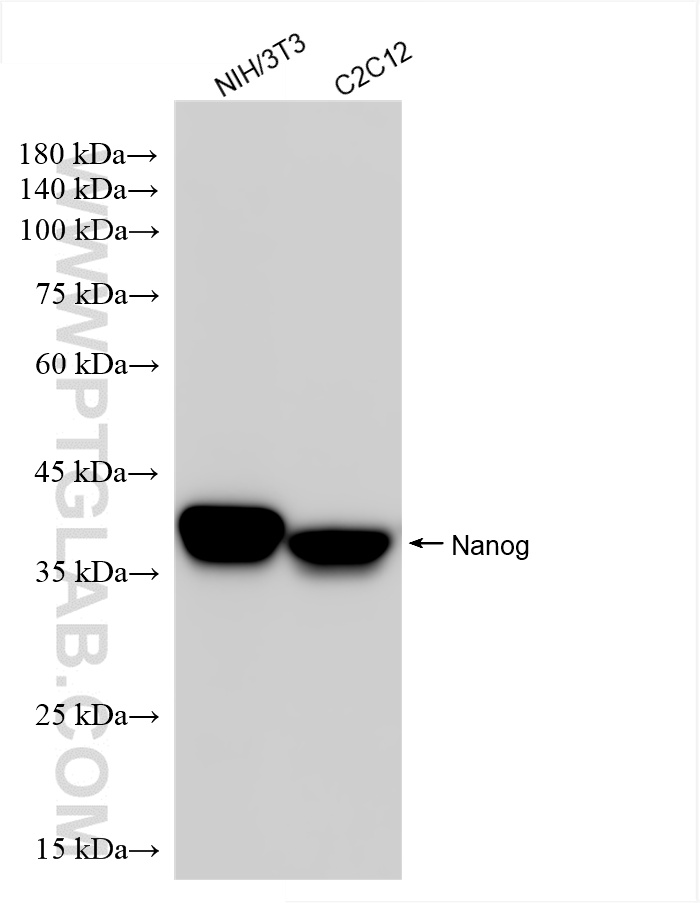 Western Blot (WB) analysis of various lysates using Nanog Recombinant antibody (80210-13-RR)