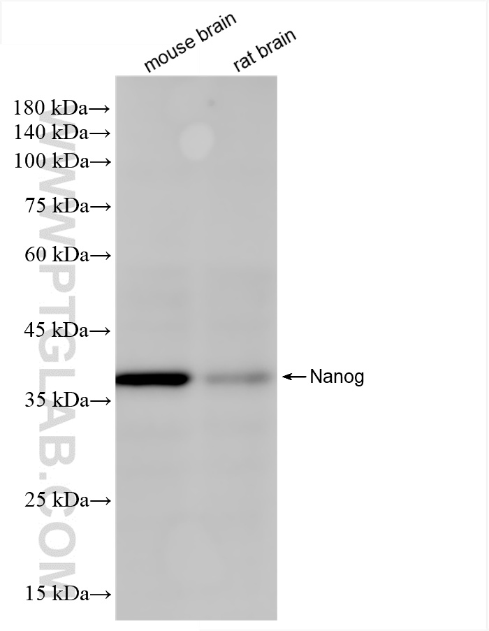 Western Blot (WB) analysis of various lysates using Nanog Recombinant antibody (80210-13-RR)