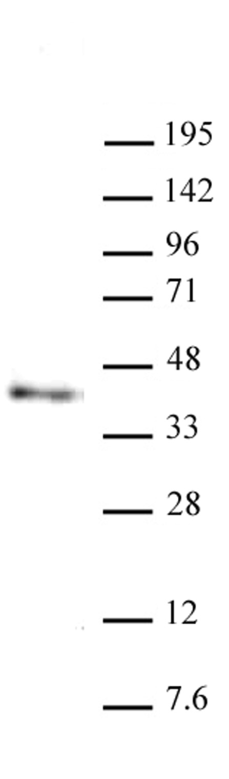 Nanog antibody (mAb) (Clone 2E6E1) tested by Western blot. Nanog antibody detection by Western blot. The analysis was performed using 30 ug of mouse ES nuclear extract and Nanog antibody at a 2 ug/ml dilution.