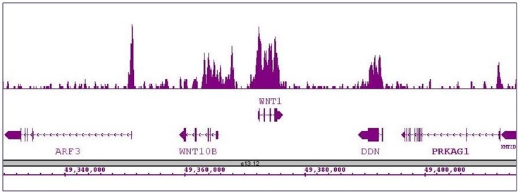 Nanog antibody (pAb) tested by ChIP-Seq. ChIP was performed using the ChIP-IT High Sensitivity Kit (Cat. No. 53040) with 30 ug of chromatin from undifferentiated hESC cells and 3 ul of antibody. ChIP DNA was sequenced on the Illumina HiSeq and 9 million sequence tags were mapped to identify Nanog binding sites. The image shows binding across a region of chromosome 12. You can view the complete data set in the UCSC Genome Browser, starting at this specific location, here.