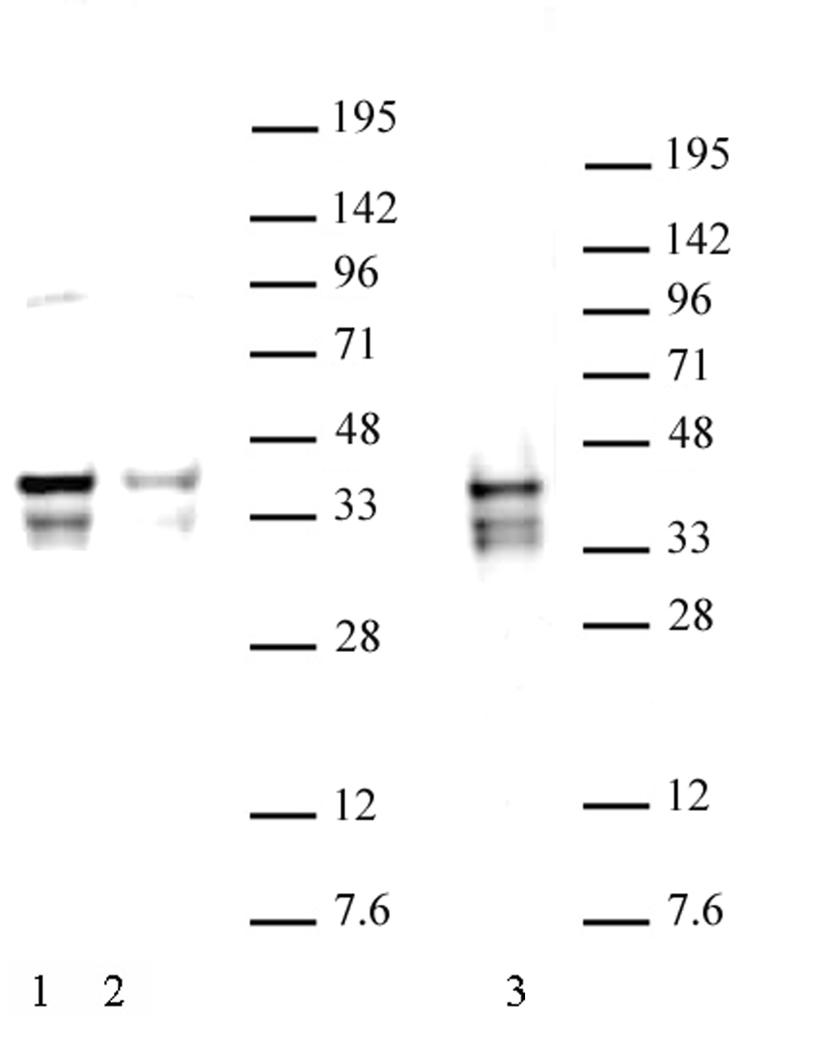 Nanog (pAb) tested by Western blot. 20 ug of mouse Embryonic Stem Cell (ESC) extract was run on SDS-PAGE and probed with antibody at 2 ug/ml.