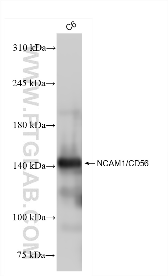 Western Blot (WB) analysis of C6 cells using Ncam1 Recombinant antibody (83883-2-RR)