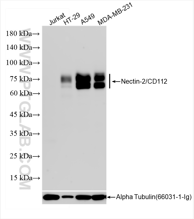 Western Blot (WB) analysis of various lysates using Nectin-2/CD112 Recombinant antibody (84460-5-RR)