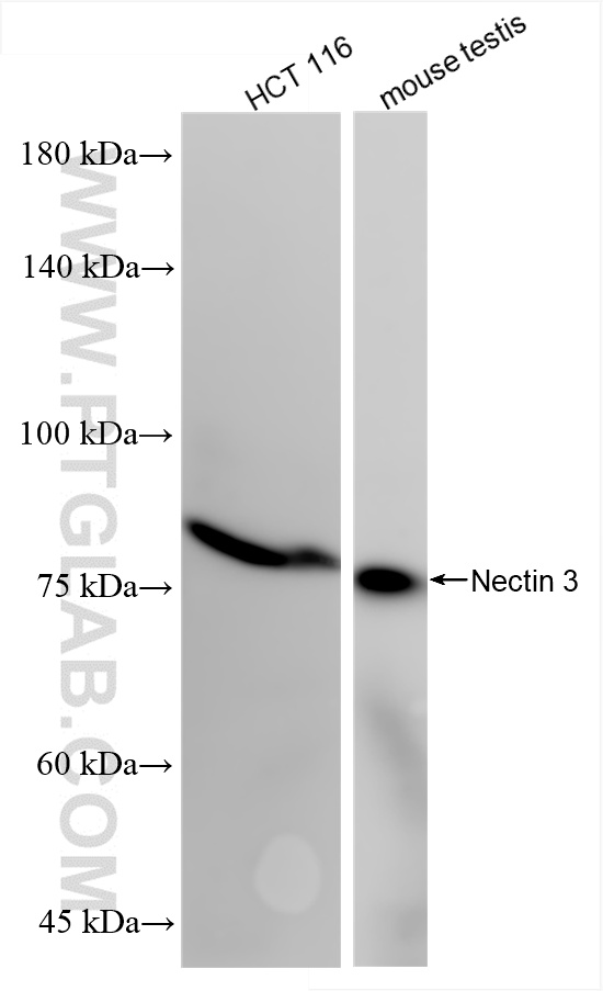 Western Blot (WB) analysis of various lysates using Nectin 3 Recombinant antibody (85833-4-RR)