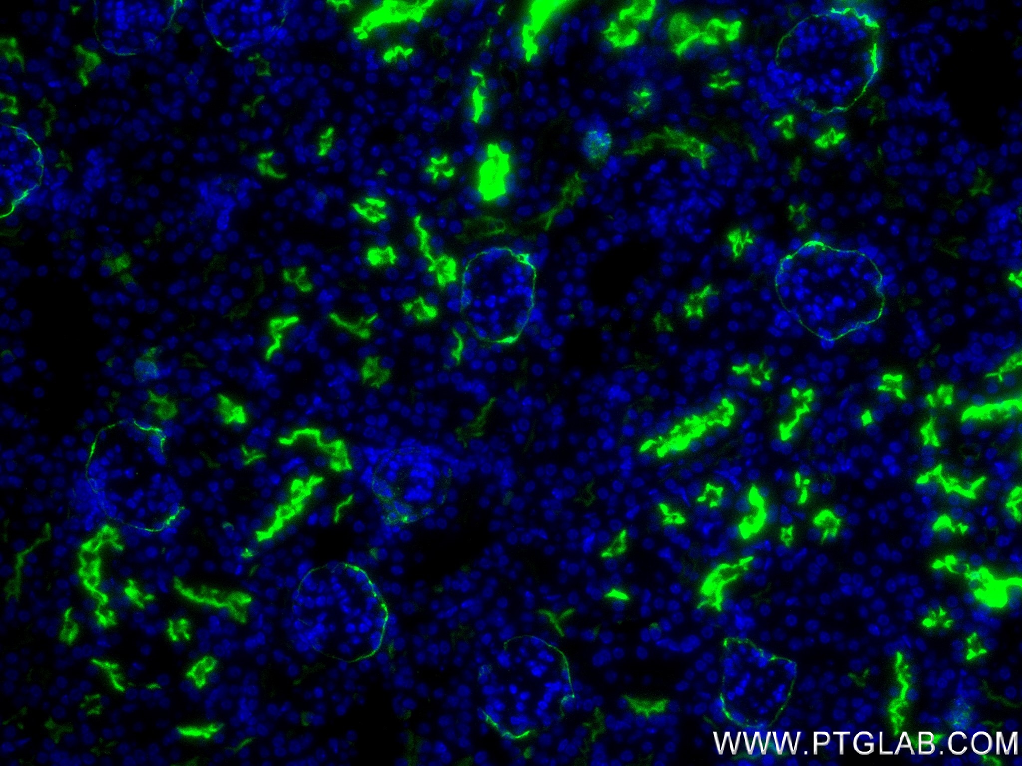 Immunofluorescence (IF) / fluorescent staining of mouse kidney tissue using Neprilysin/CD10 Recombinant antibody (84181-1-RR)