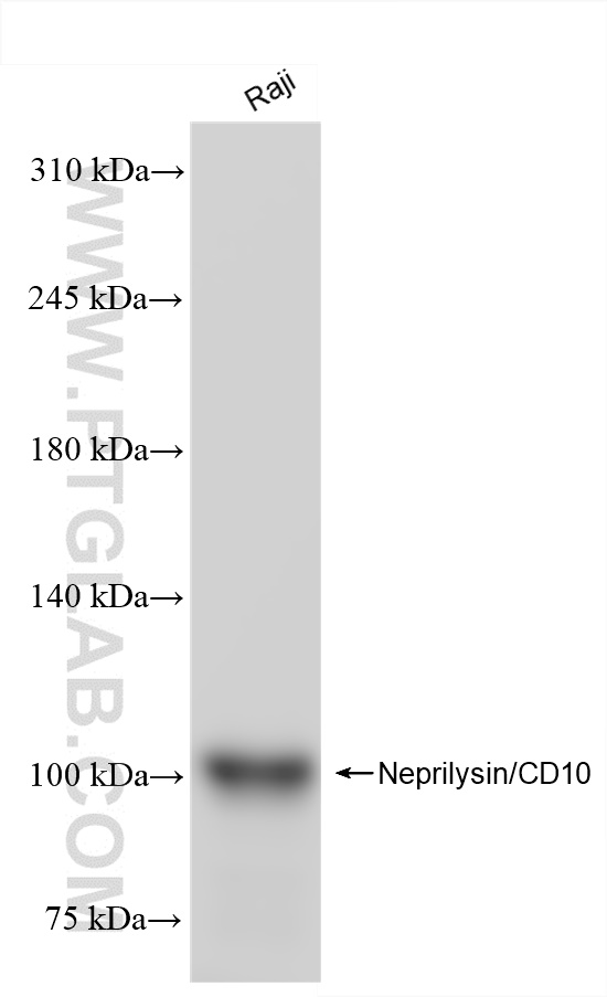 Neprilysin/CD10