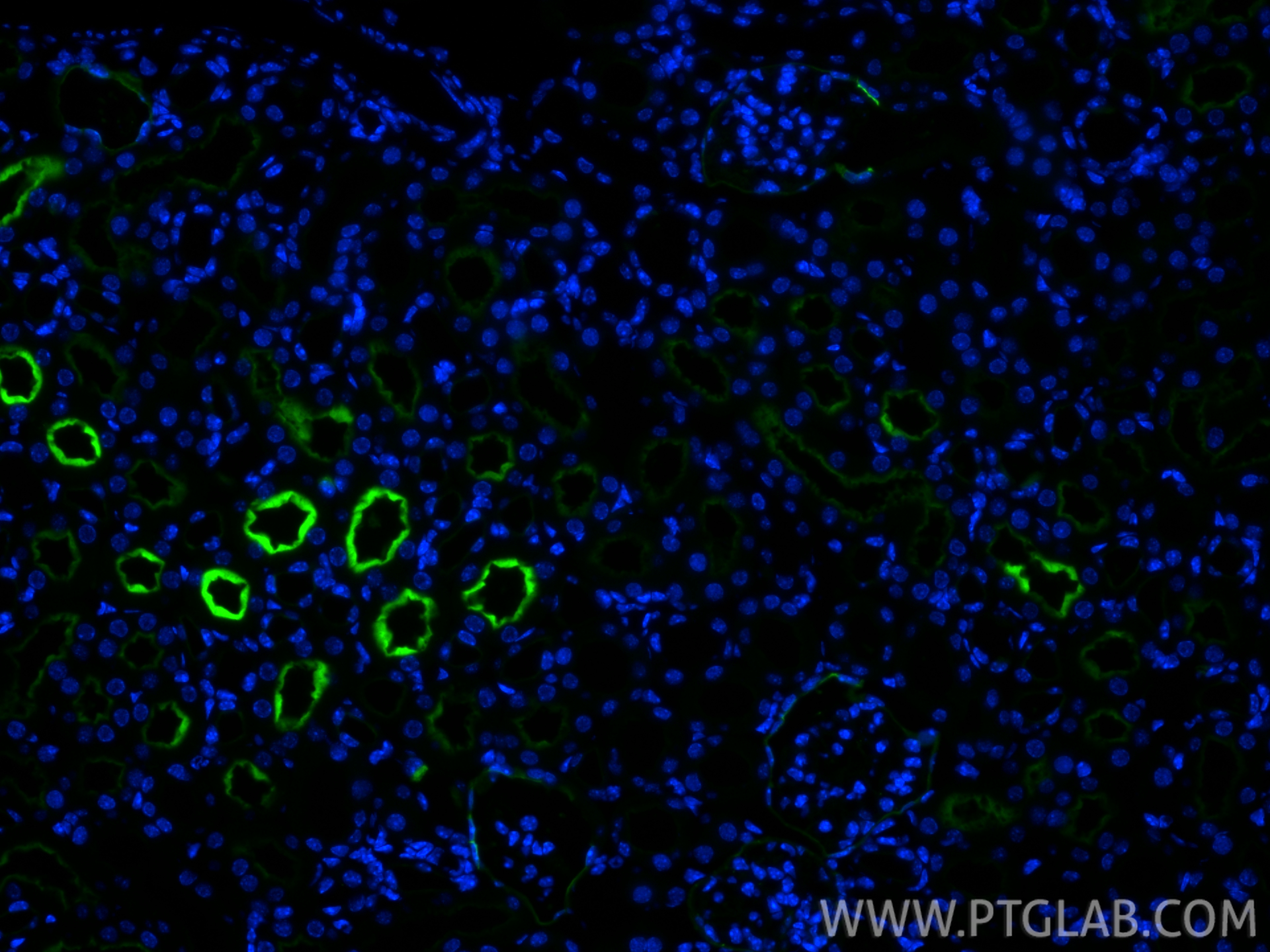 Immunofluorescence (IF) / fluorescent staining of mouse kidney tissue using CoraLite® Plus 488-conjugated Neprilysin/CD10 Reco (CL488-84181)