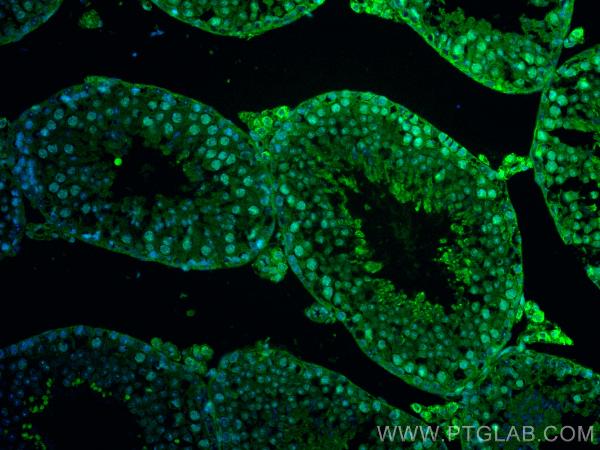 Immunofluorescence (IF) / fluorescent staining of mouse testis tissue using CoraLite® Plus 488-conjugated Nesprin 3 Monoclonal (CL488-68420)