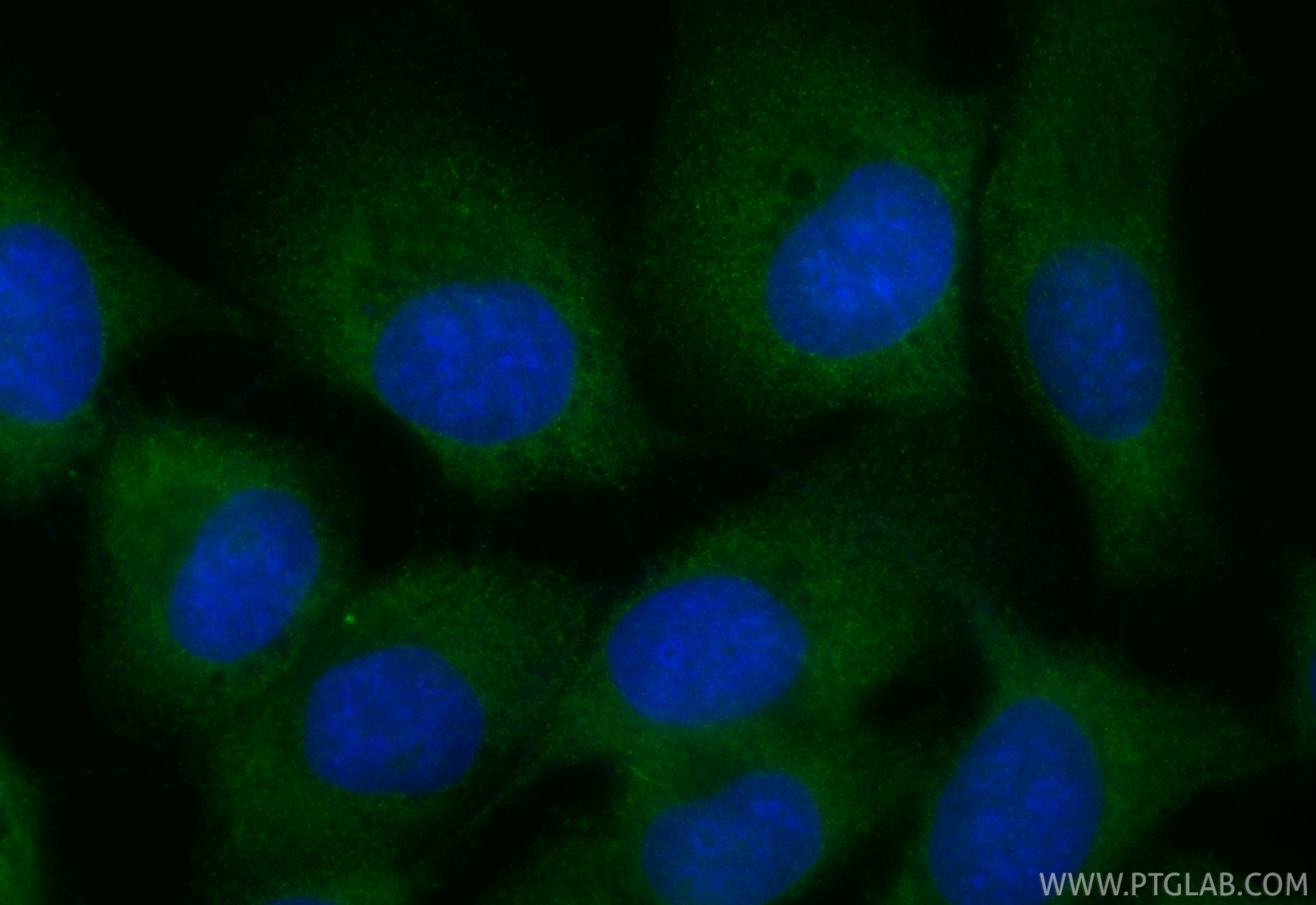 Immunofluorescence (IF) / fluorescent staining of U-251 cells using CoraLite® Plus 488-conjugated Nestin Polyclonal an (CL488-19483)
