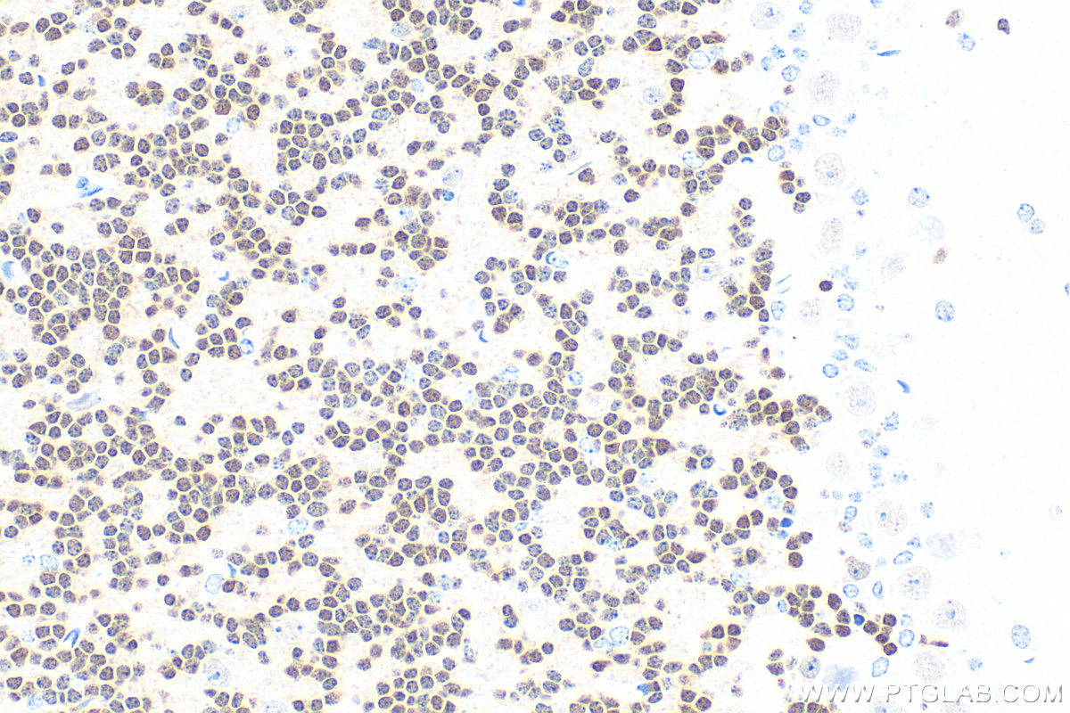 Immunohistochemistry (IHC) staining of mouse cerebellum tissue using NeuN Polyclonal antibody (26975-1-AP)