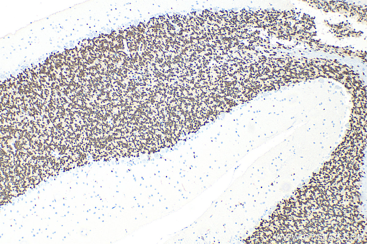 Immunohistochemistry (IHC) staining of rat cerebellum tissue using NeuN Polyclonal antibody (26975-1-AP)