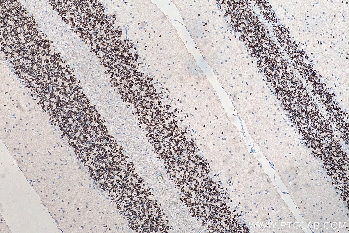 Immunohistochemistry (IHC) staining of rat cerebellum tissue using NeuN Monoclonal antibody (66836-1-Ig)
