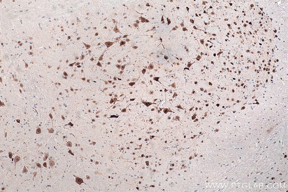 Immunohistochemistry (IHC) staining of mouse cerebellum tissue using NeuN Monoclonal antibody (66836-1-Ig)