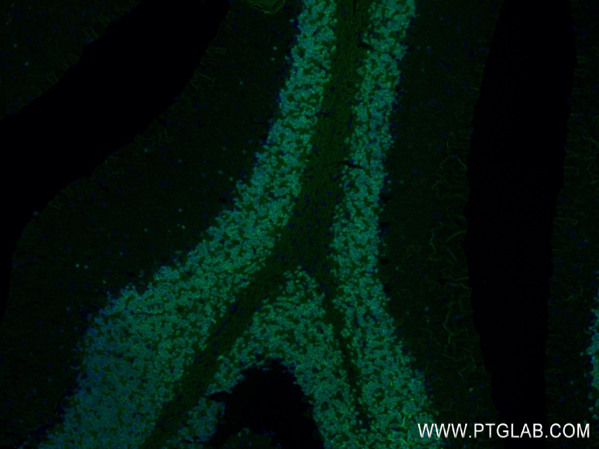 Immunofluorescence (IF) / fluorescent staining of mouse cerebellum tissue using NeuN Recombinant antibody (84401-4-RR)