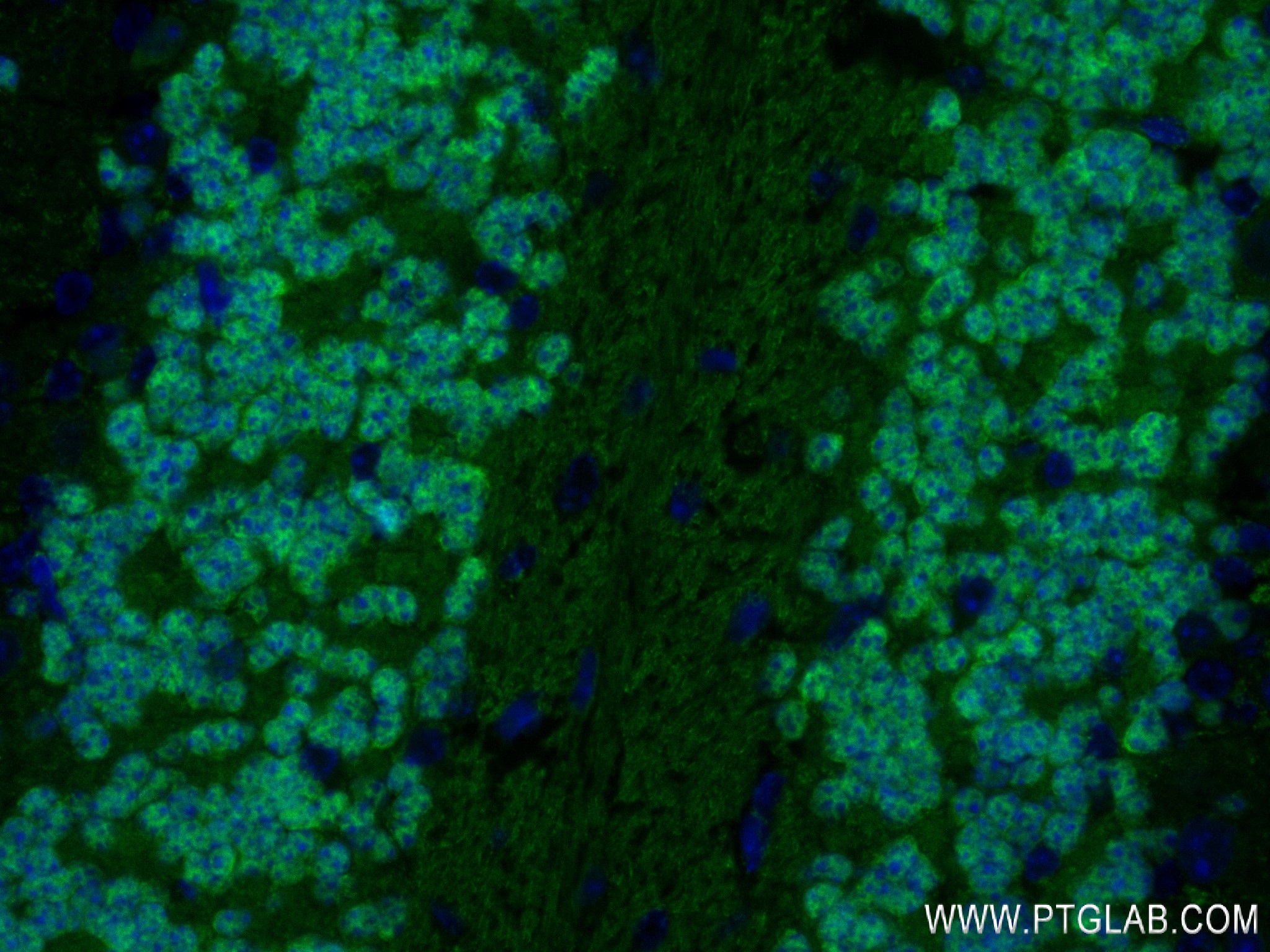 Immunofluorescence (IF) / fluorescent staining of mouse cerebellum tissue using NeuN Recombinant antibody (84401-4-RR)