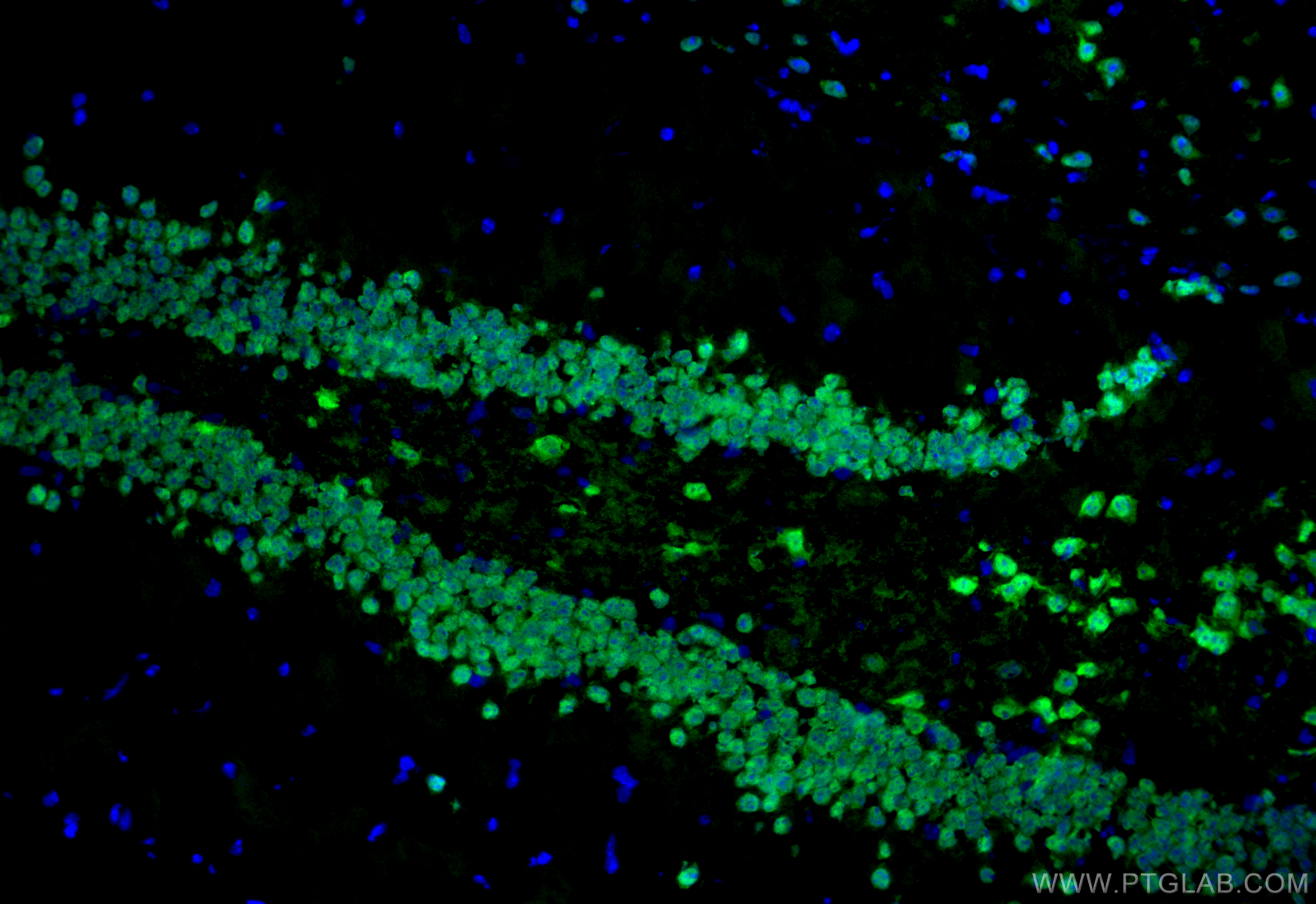 Immunofluorescence (IF) / fluorescent staining of mouse brain tissue using NeuN Recombinant antibody (84401-4-RR)