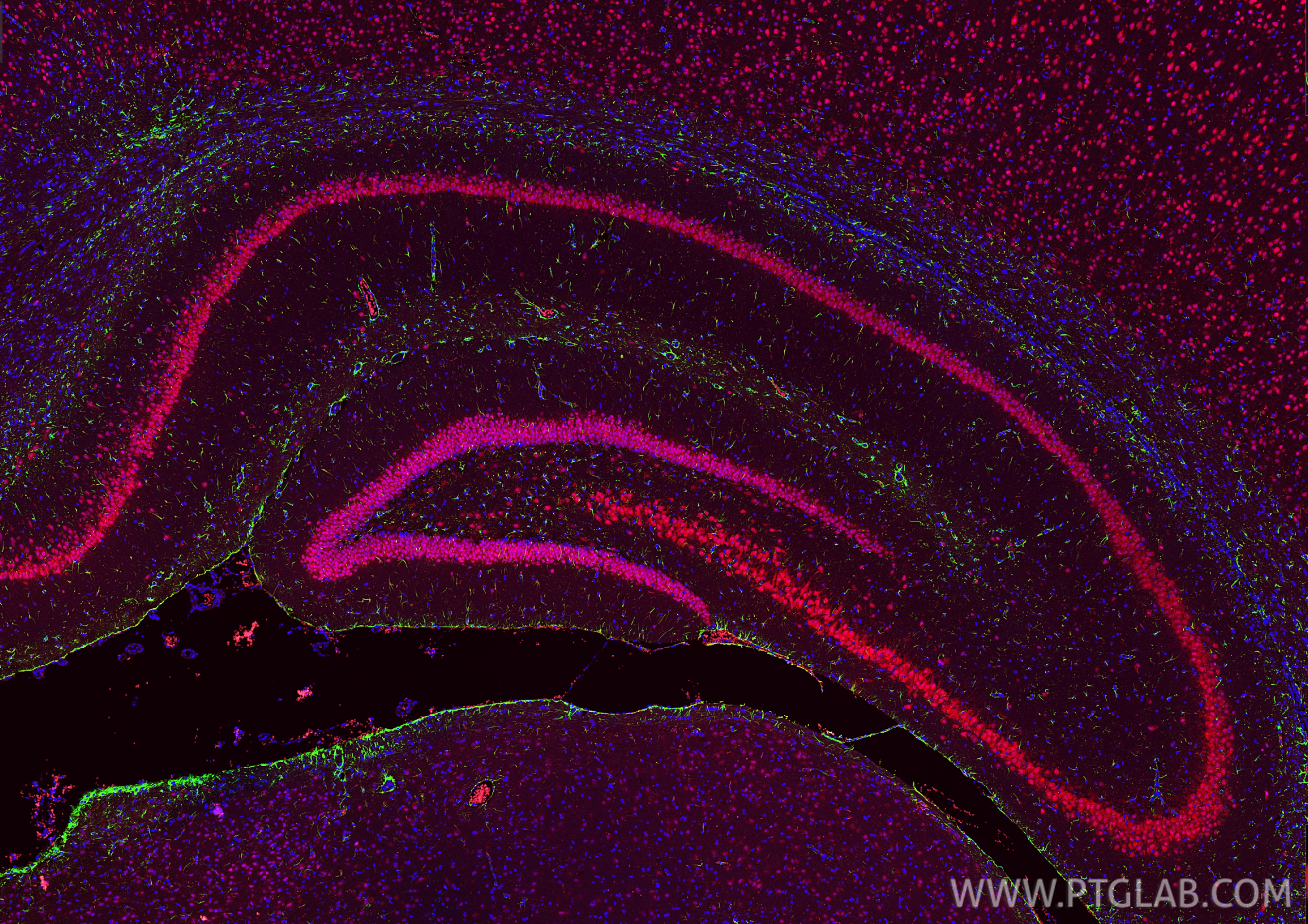 Immunofluorescence (IF) / fluorescent staining of rat brain tissue using NeuN Recombinant antibody (84401-4-RR)
