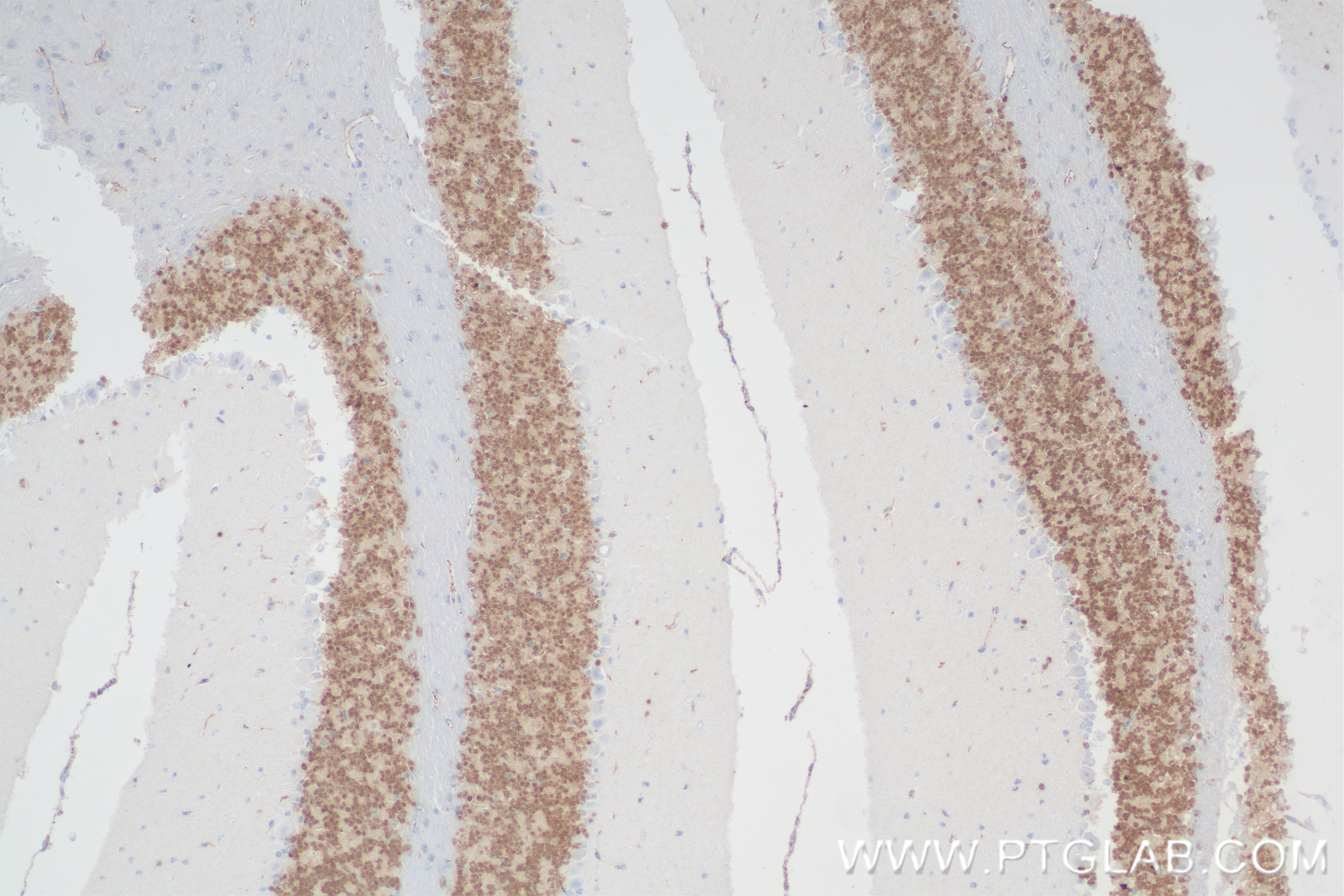 Immunohistochemistry (IHC) staining of mouse cerebellum tissue using NeuN Recombinant antibody (84401-4-RR)