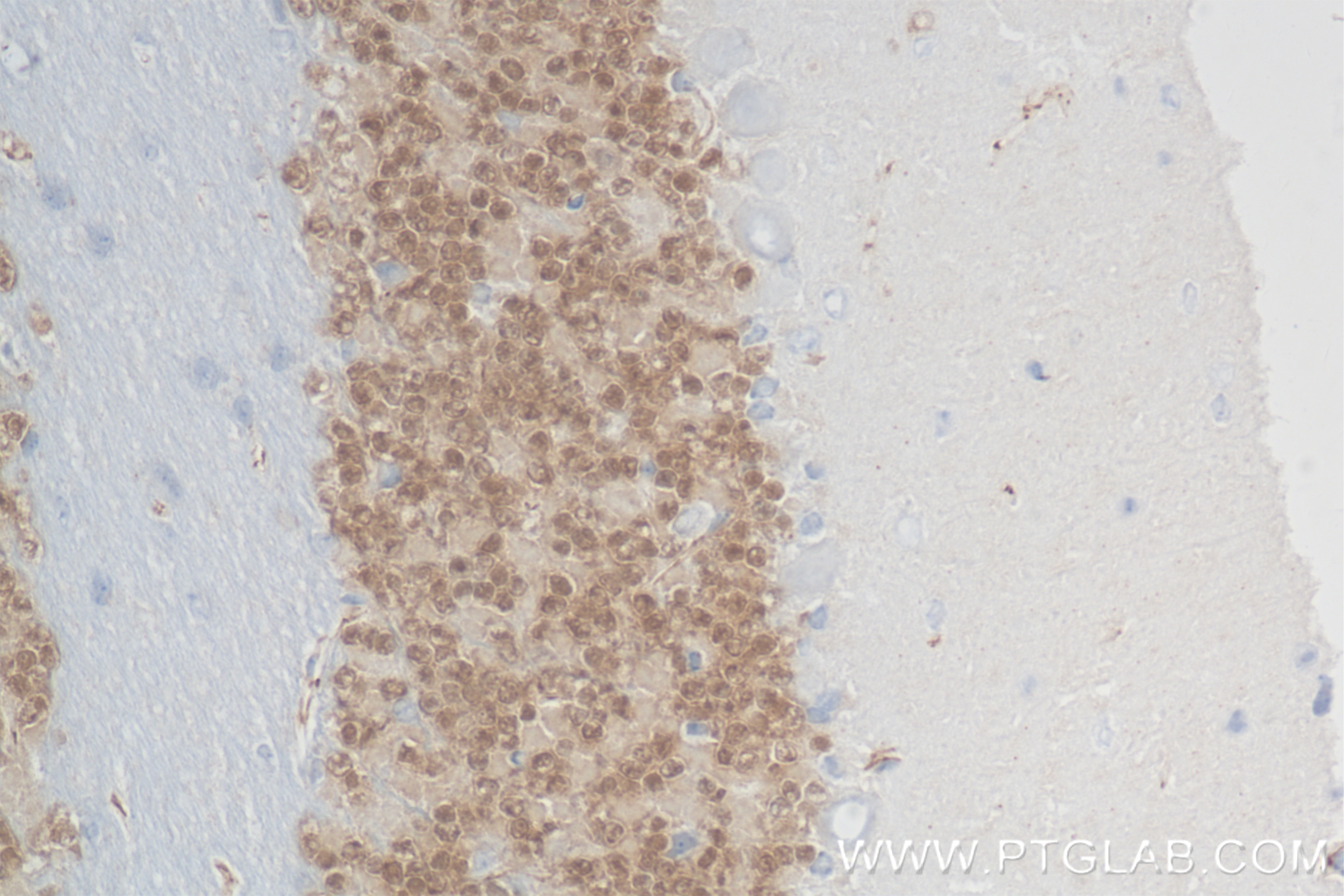 Immunohistochemistry (IHC) staining of mouse cerebellum tissue using NeuN Recombinant antibody (84401-4-RR)
