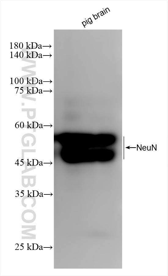 Western Blot (WB) analysis of various lysates using NeuN Recombinant antibody (84401-4-RR)