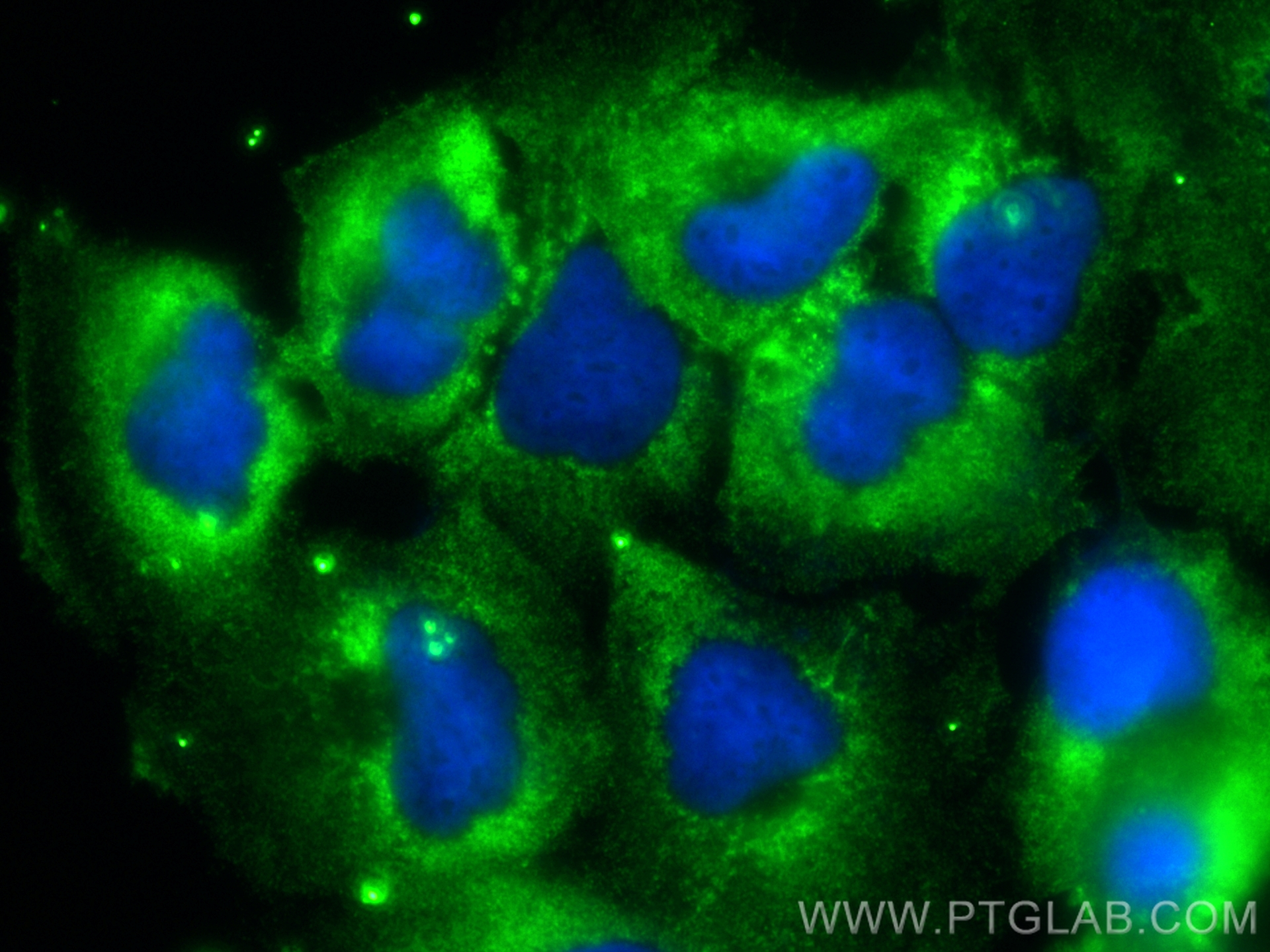 Immunofluorescence (IF) / fluorescent staining of U-251 cells using CoraLite® Plus 488-conjugated Neuroserpin Monoclon (CL488-66997)