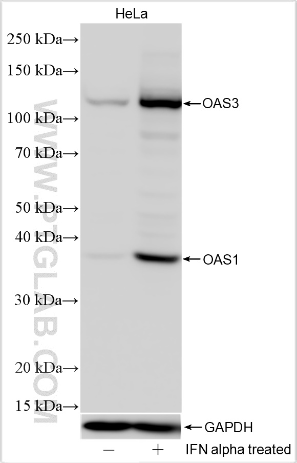 OAS1/3 antibody (14955-1-AP) Proteintech