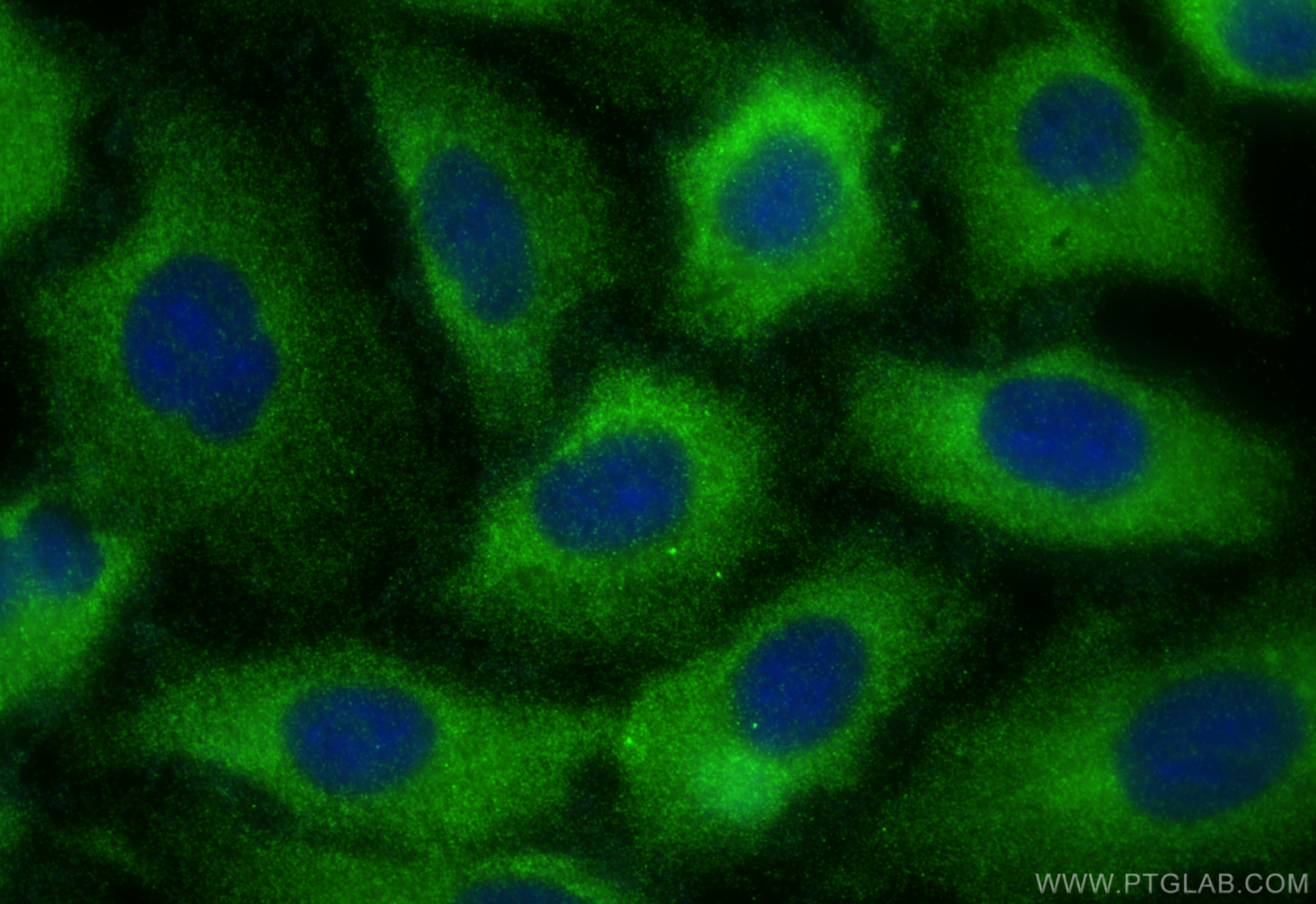 Immunofluorescence (IF) / fluorescent staining of A549 cells using OAS3 Polyclonal antibody (21915-1-AP)